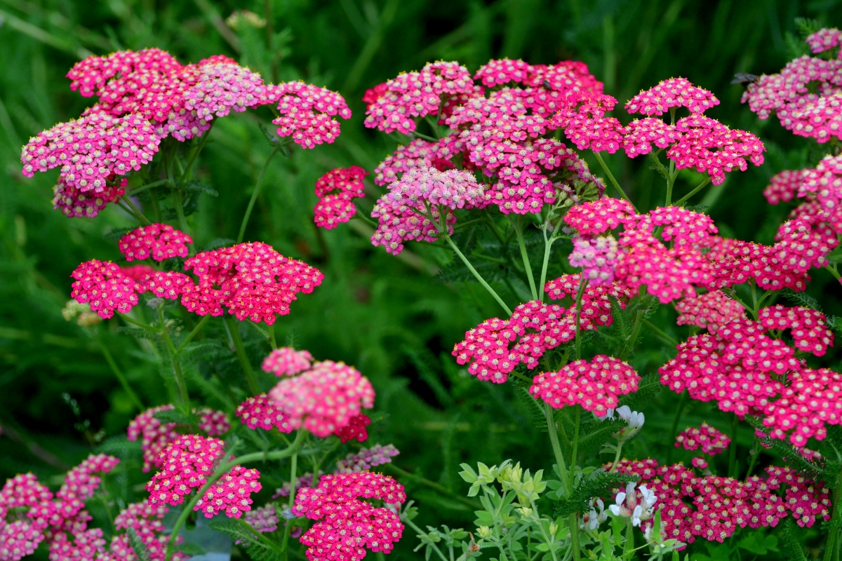 A group of yarrow plants with bright pink flowers.