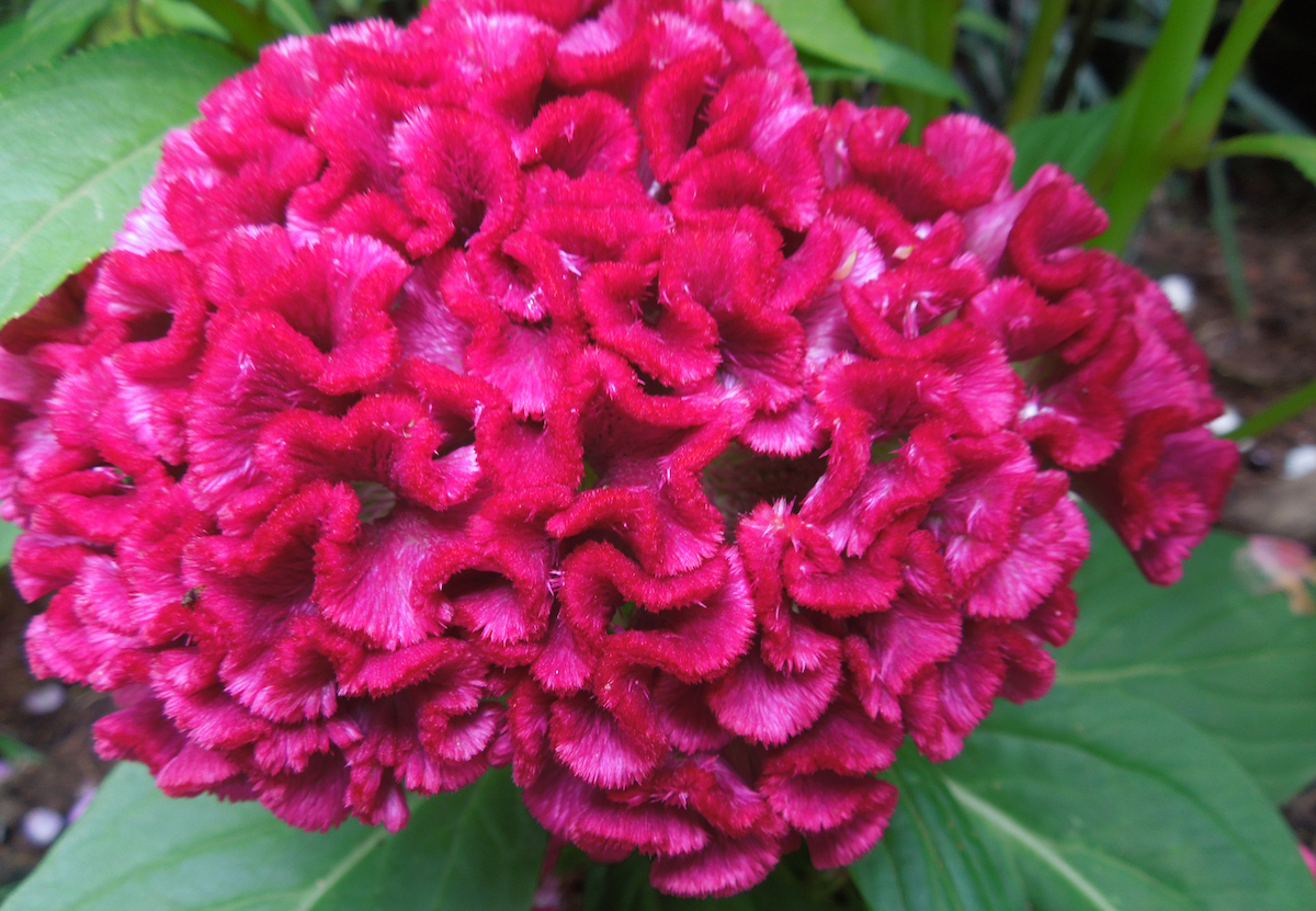 A large purple-pink cockscomb celosia has a similar appearance to a human brain.