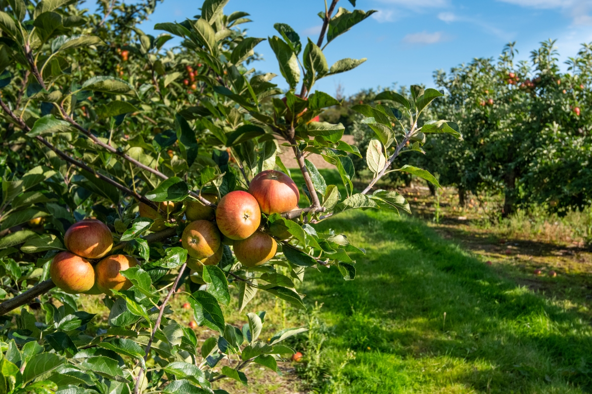 A view of apple trees with many apple fruits on the branches.