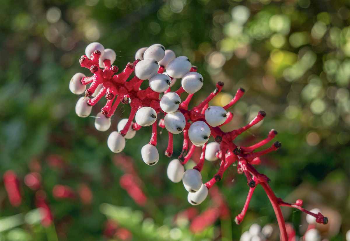 White berries that look like doll's eyes are growing on the red stalk of the Doll's Eyes plant, also known as white baneberry. 