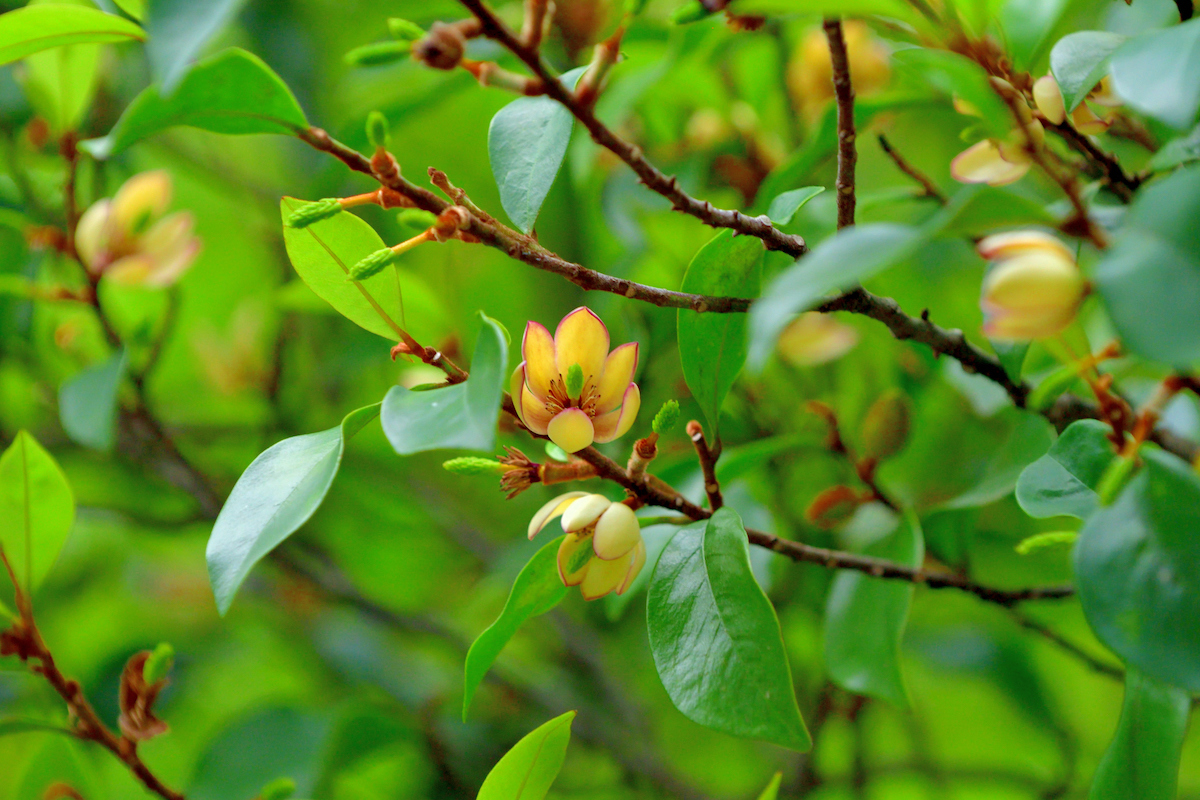 Several yellow Banana Magnolia flowers with red outlines decorate the leafy branches of the shrub.