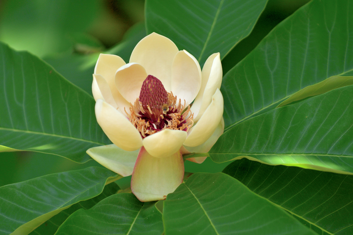 A blooming Japanese Bigleaf Magnolia flower with a red center is surrounded by green leaves.