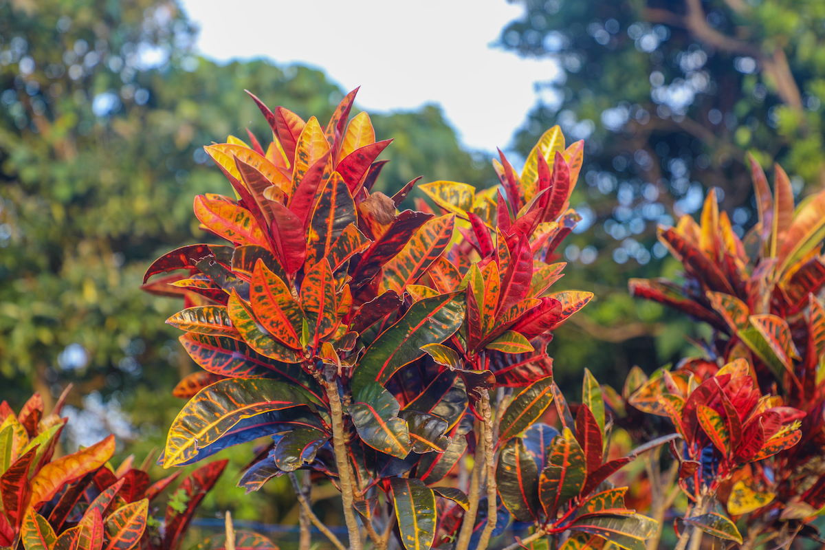 The green leaves of a Garden Croton are also bright red and yellow.