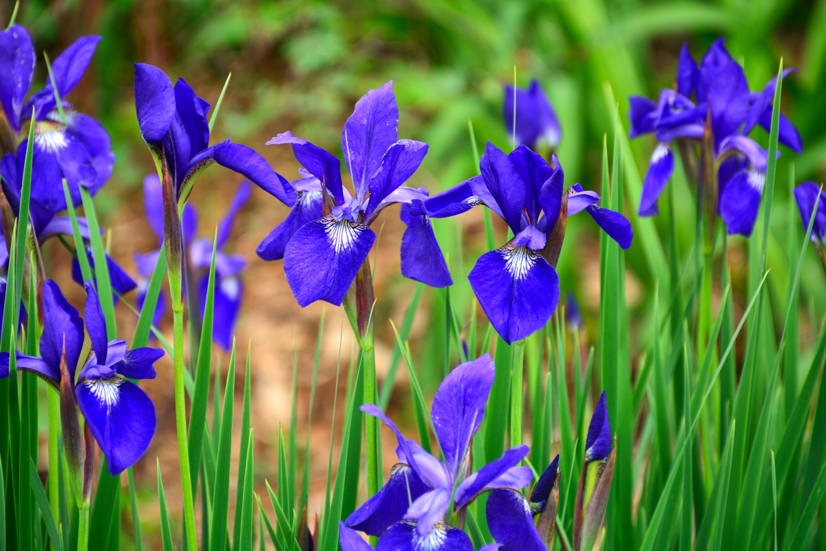 A group of bright blue iris flowers.