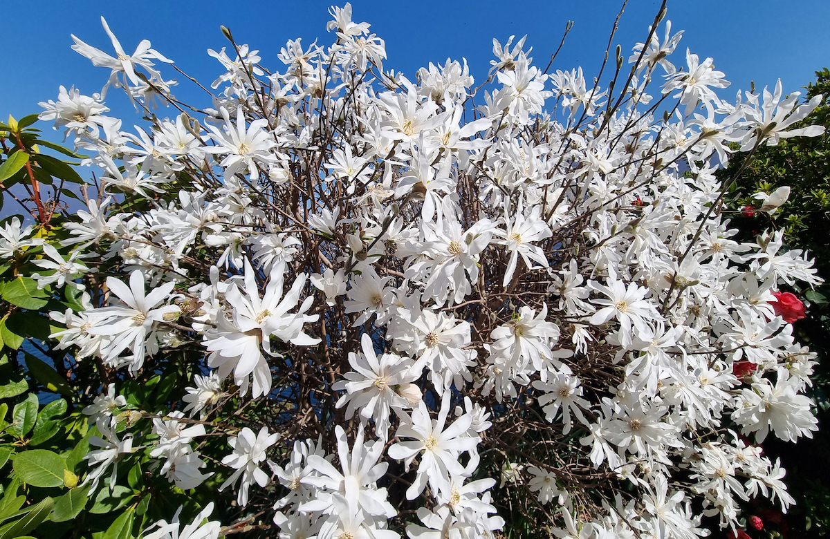 A Star Magnolia tree is in bloom with white flowers on its brown branches and green leaves.