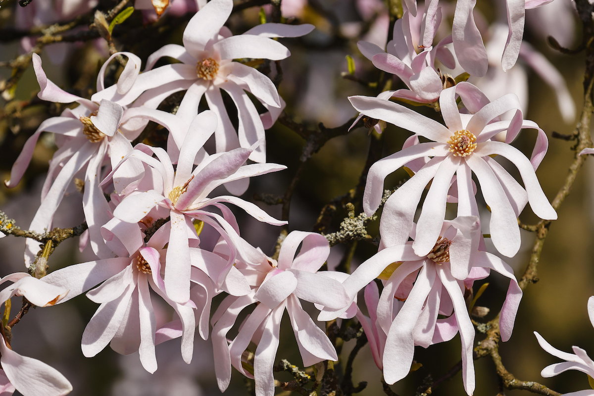 Pink Loebner Magnolia flowers of Leonhard Messel cultivar are blooming on brown branches of the tree.