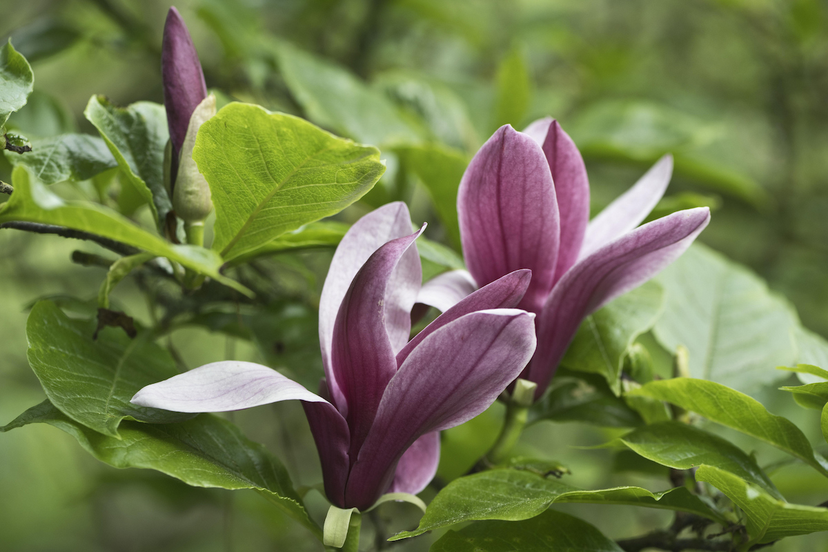 Three purple-pink flowers are blooming on the green leafy branches of a Lily Magnolia tree of Nigra cultivar.