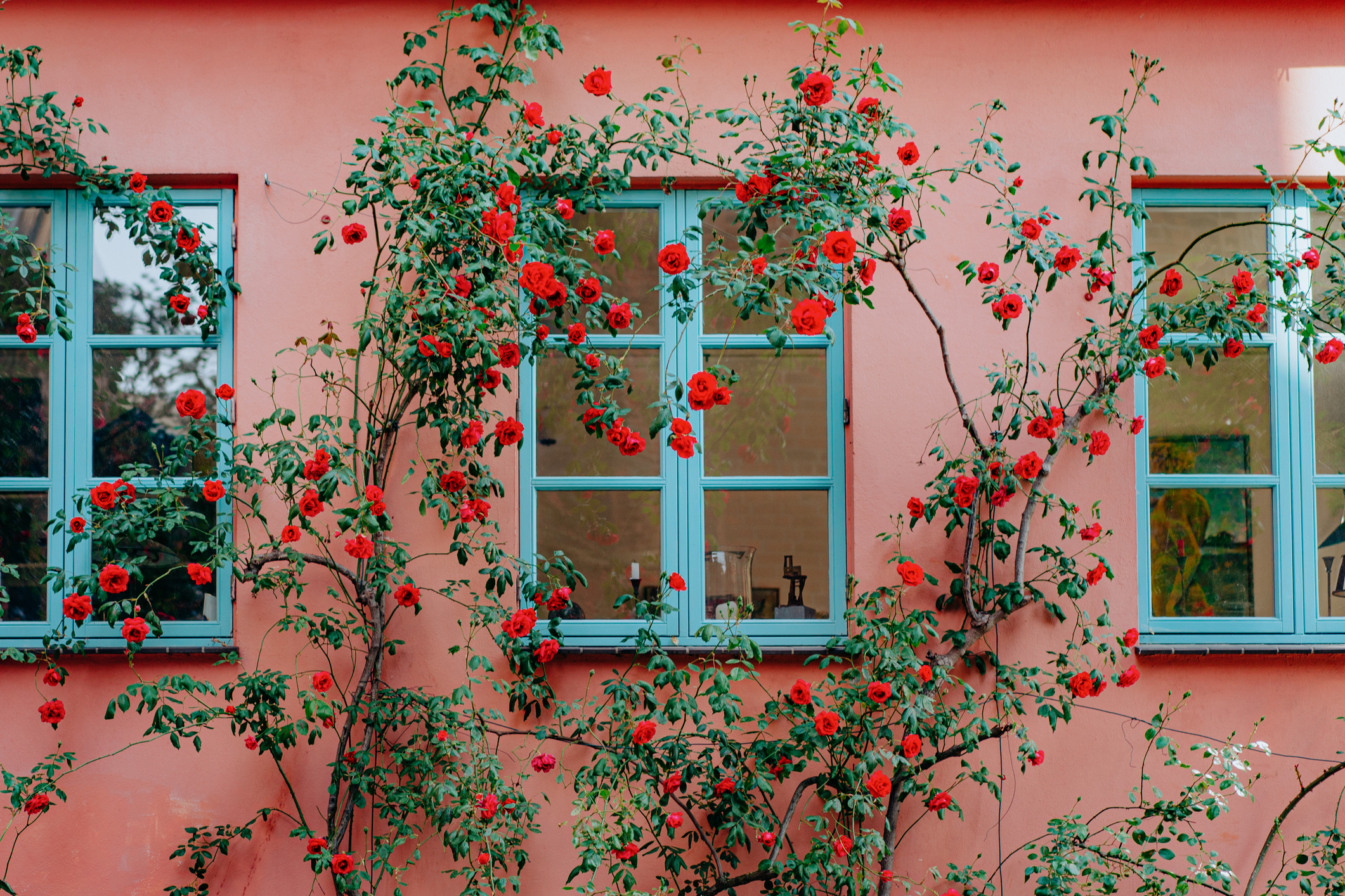 Climbing rose surrounds the front of a pink house with blue windows.