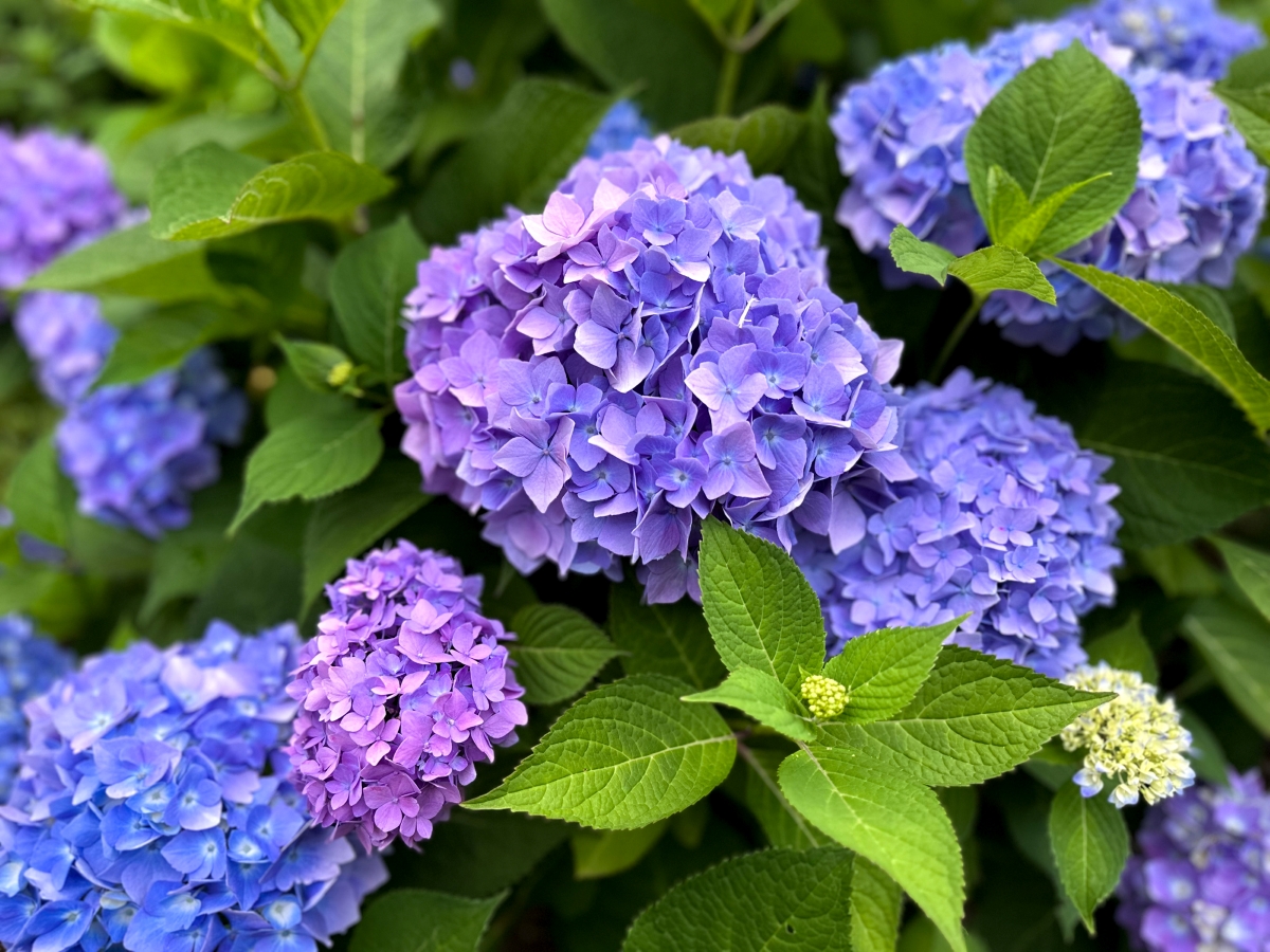 Hydrangea plant with large blue and purple flowers.