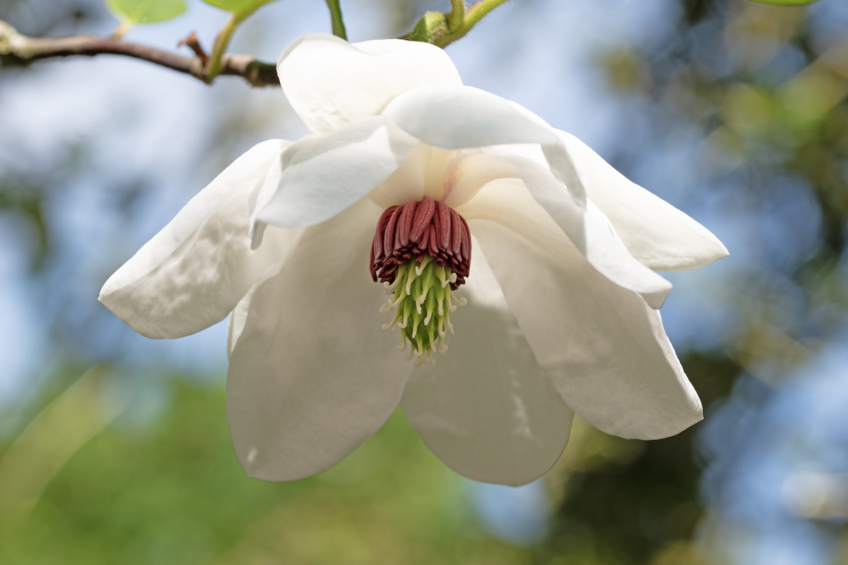 A white Oyama Magnolia flower with a red center is hanging upside down from a branch.