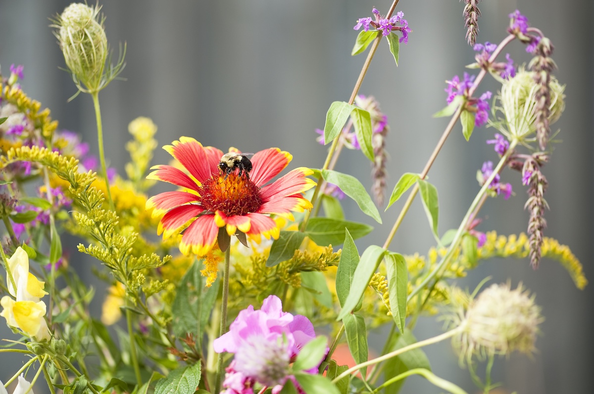 A bumblebee on a flower within a diverse flower bed.