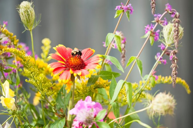 A bumblebee on a flower within a diverse flower bed.