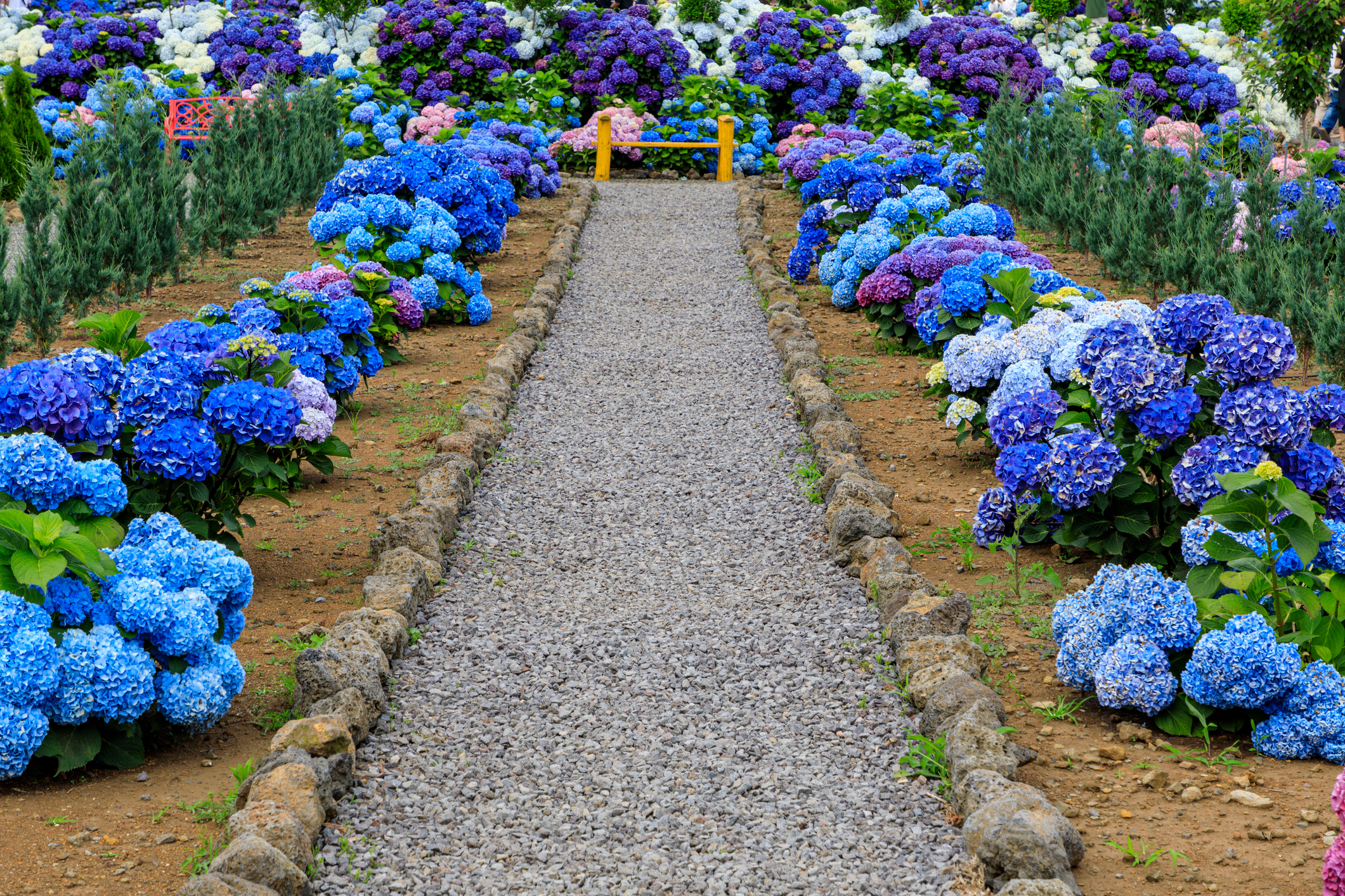 Blue, purple, and white hydrangea growing in a garden around a walking path.