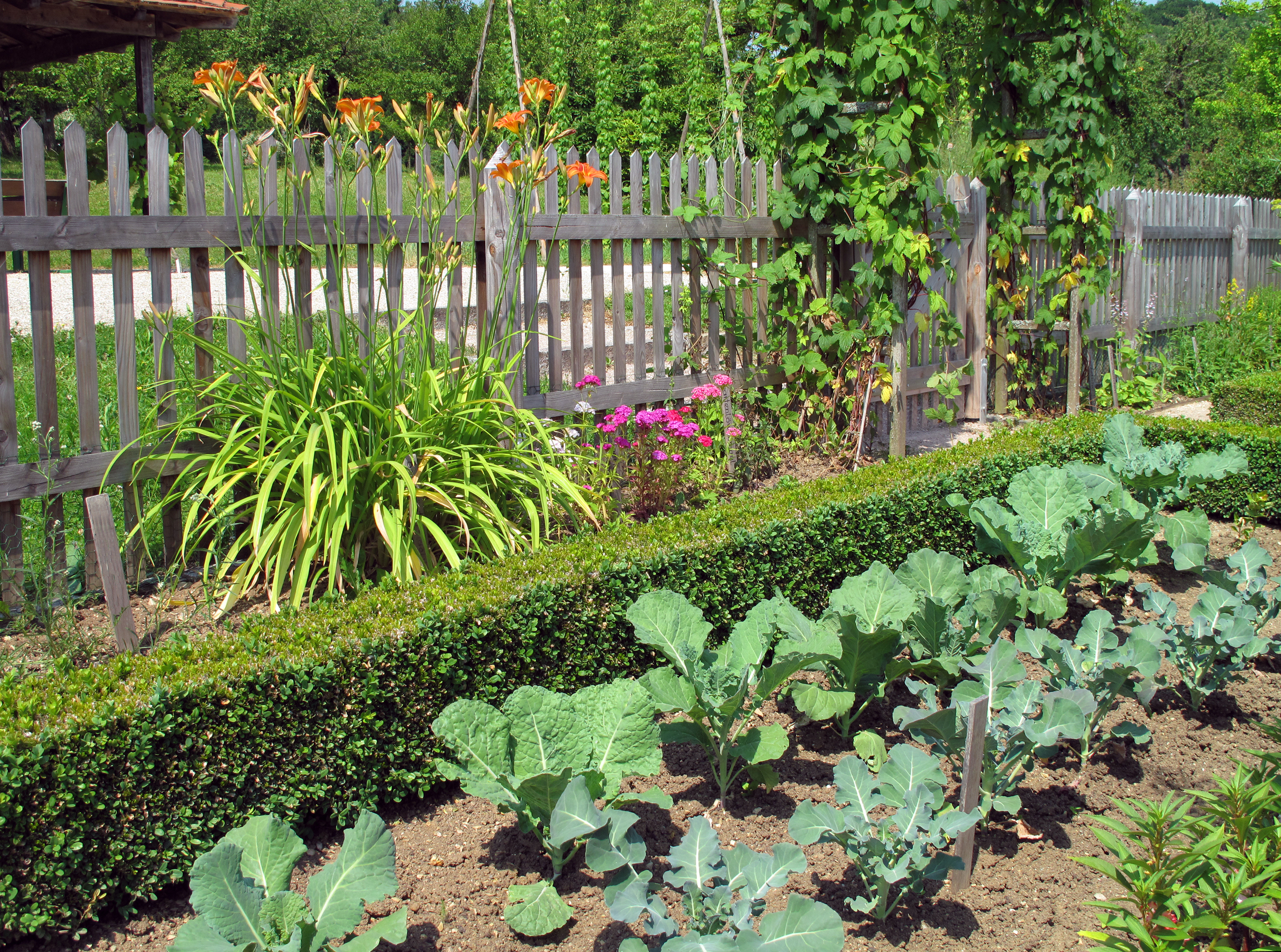 Flowers and vegetables growing inside a fenced in garden.