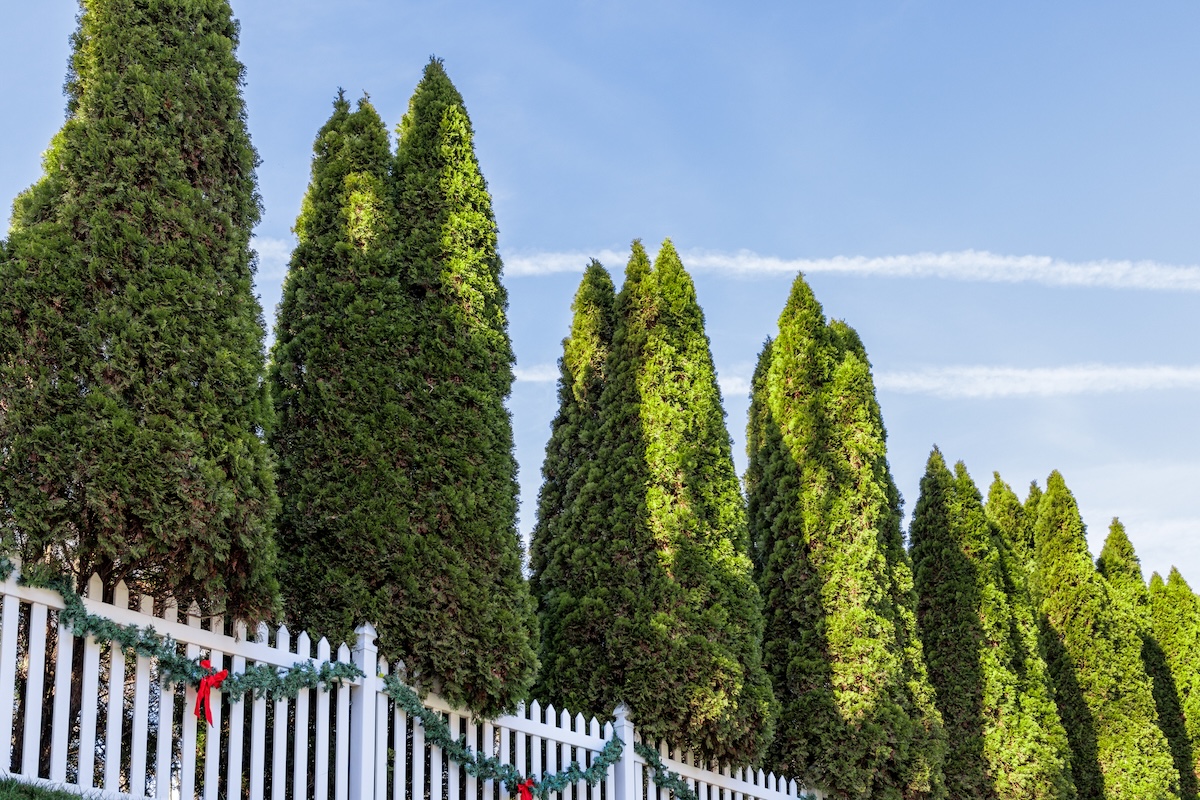 A windbreak of evergreen trees along a suburban home fence.