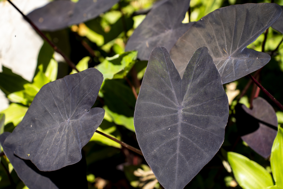 Some green leaves grow among the 'Black Magic' variety of the Elephant Ears plant.