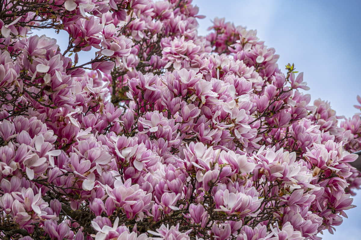 A Saucer Magnolia tree is in bloom with pink flowers against a blue sky with clouds.