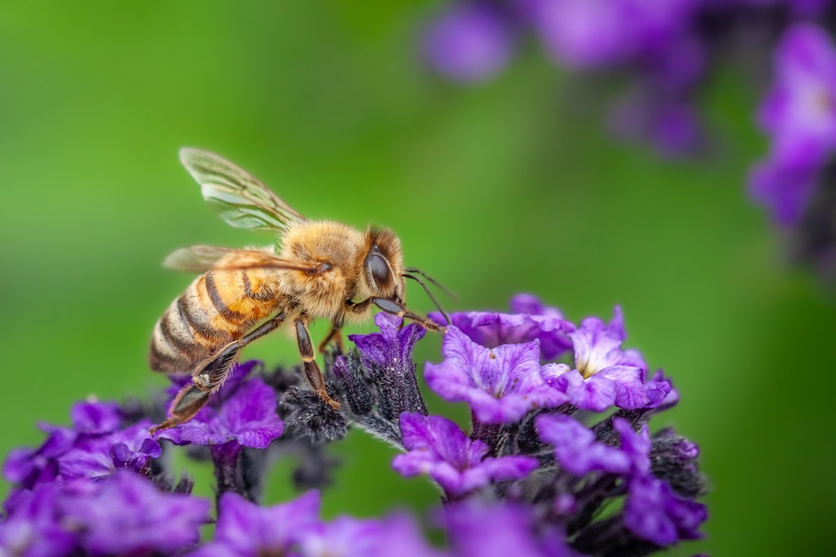 A bee pollinating a purple ornamental flower.