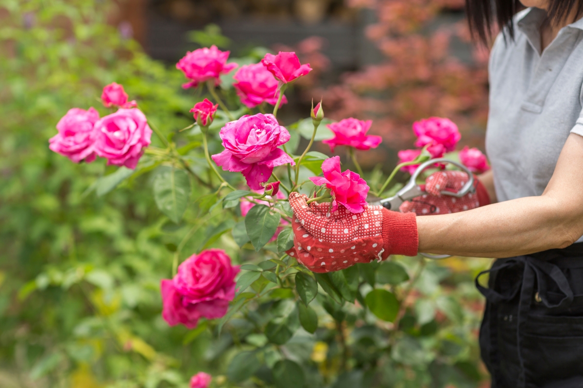 A gardener is pruning pink rose bushes.