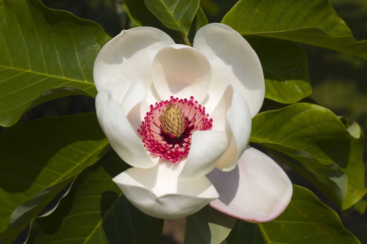 A white Wilson's Magnolia with a red center is opening its petals against green leaves.