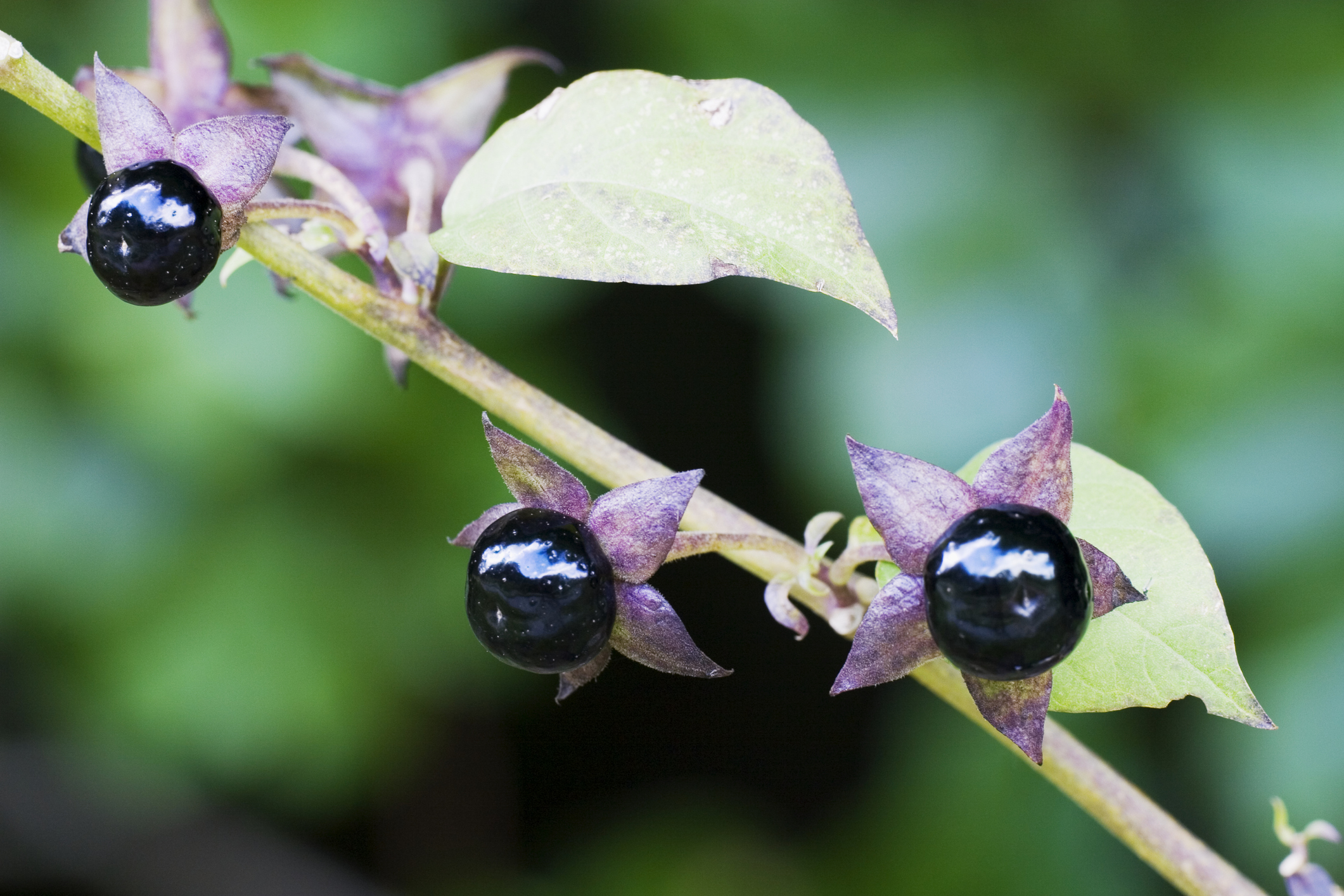 Deadly nightshade berries that look like edible blueberries, but they are not. Nightshade is a poisonous plant.