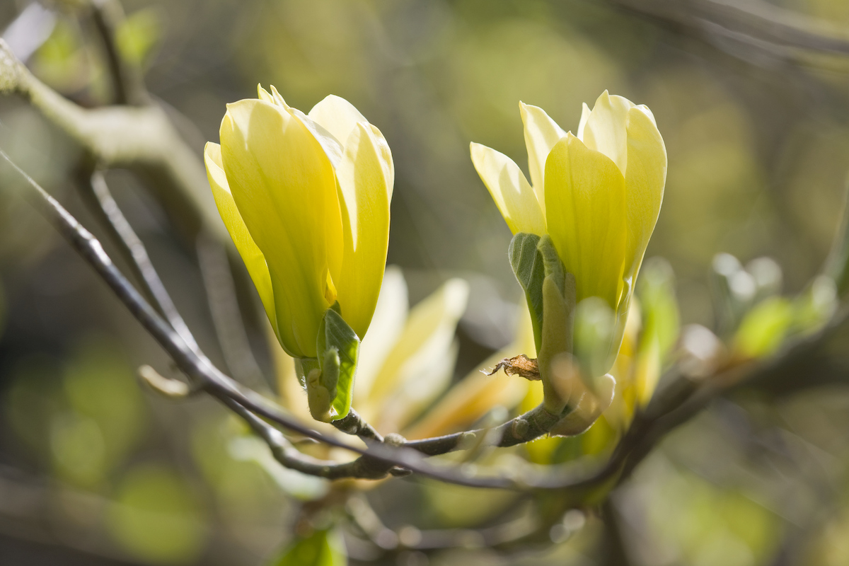 Yellow Cucumber Magnolia flowers from the Butterflies cultivar are flowering from the branch of a tree.