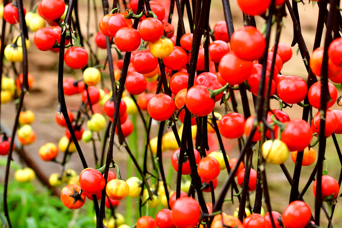 The red and yellow round fruit of Pumpkin on a Stick plants are growing on the dark vines of the plant.