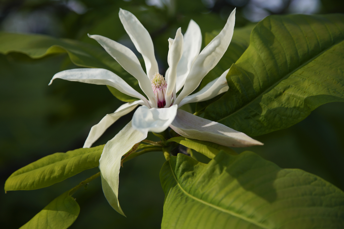 A white flower of an Umbrella Magnolia tree is blooming against green leaves.