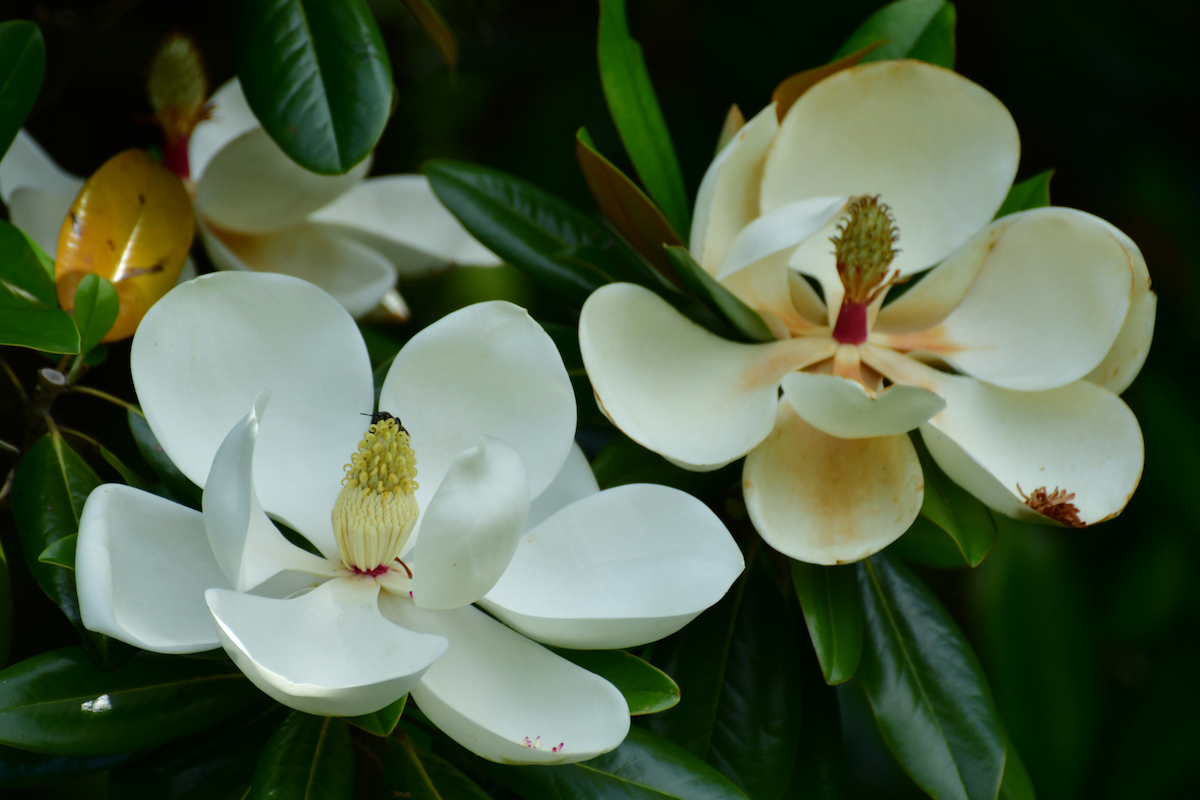 Large white Southern Magnolia flowers white large yellow centers are in bloom on a tree with dark green leaves.