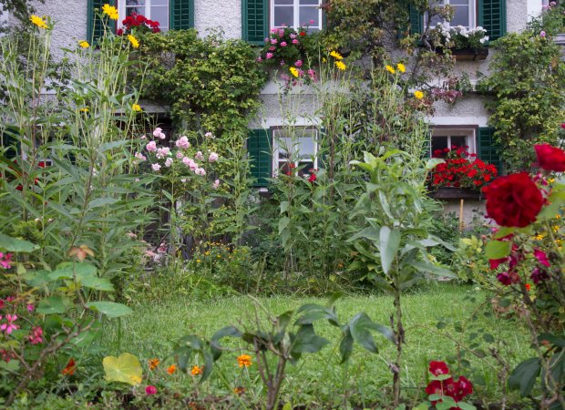 White house with green shutters in the background of an overgrown garden.