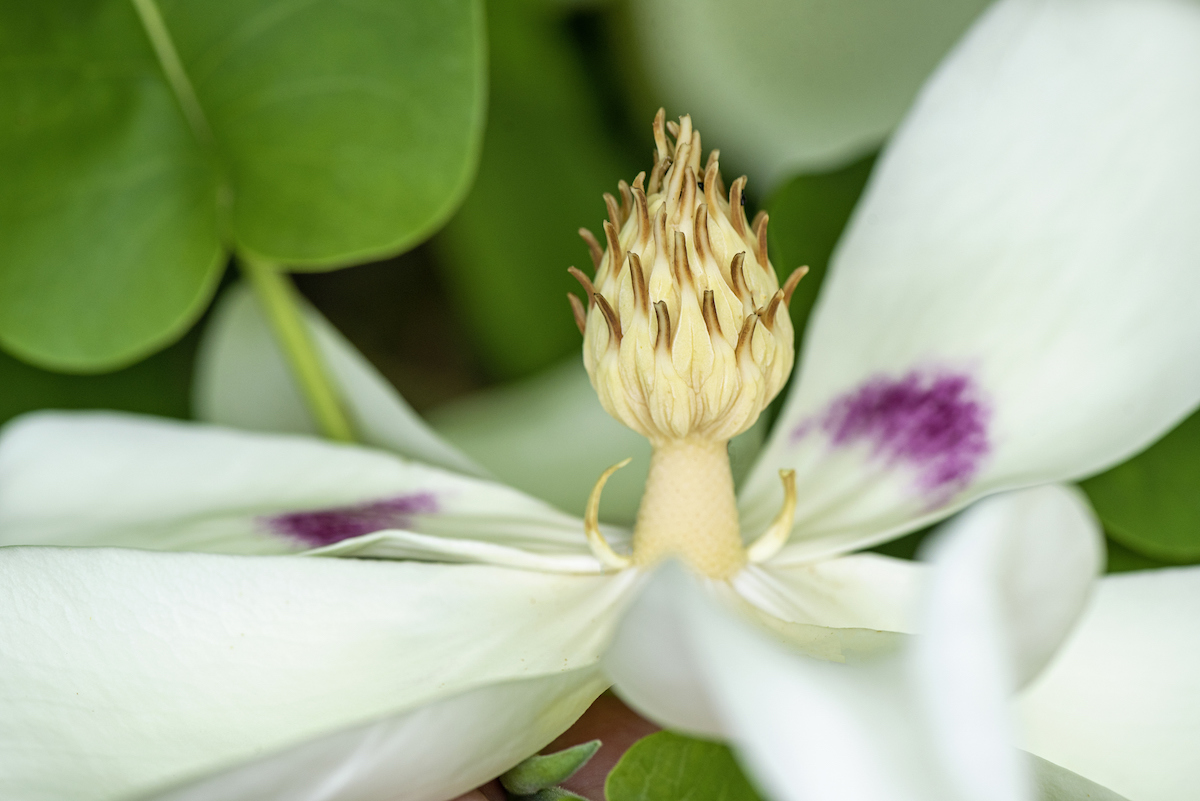 A Bigleaf Magnolia has thin white petals with purple spots near the middle of the flower.