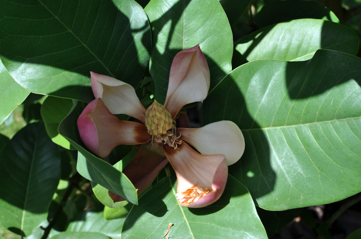 A Chinese Evergreen Magnolia flower is blooming underneath the shadow of a branch above.