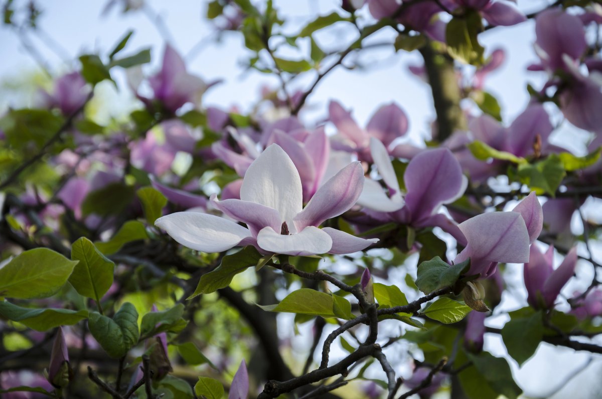 Pink-and-white saucer magnolia tree (Magnolia x soulangeana) flowers are in full bloom on a spring day.