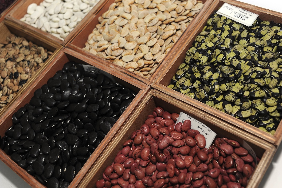 Containers of bean seeds at a community seed bank.