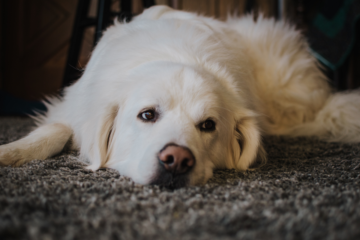 Great Pyrenees lab mix dog laying on a dark colored carpet.