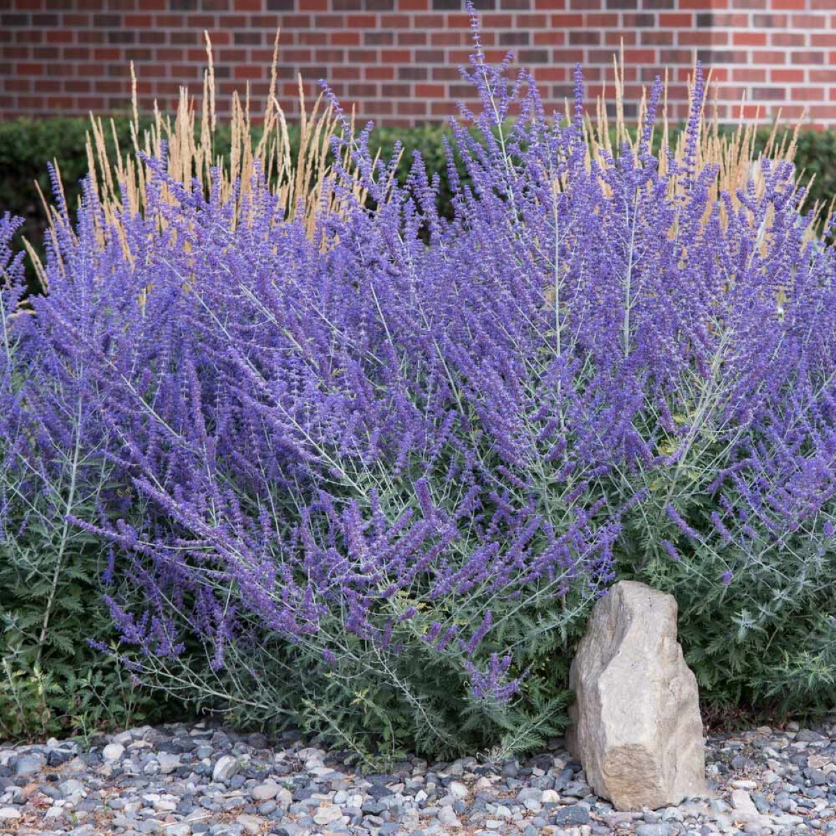 A large Russian sage bush with purple flowers.