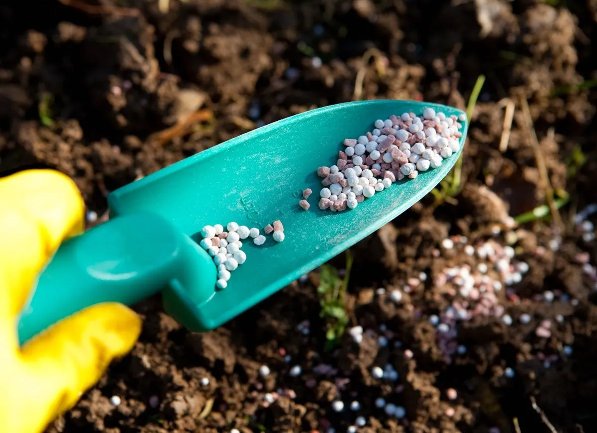 A person wearing yellow gloves is using a glove to add fertilizer to a lawn.