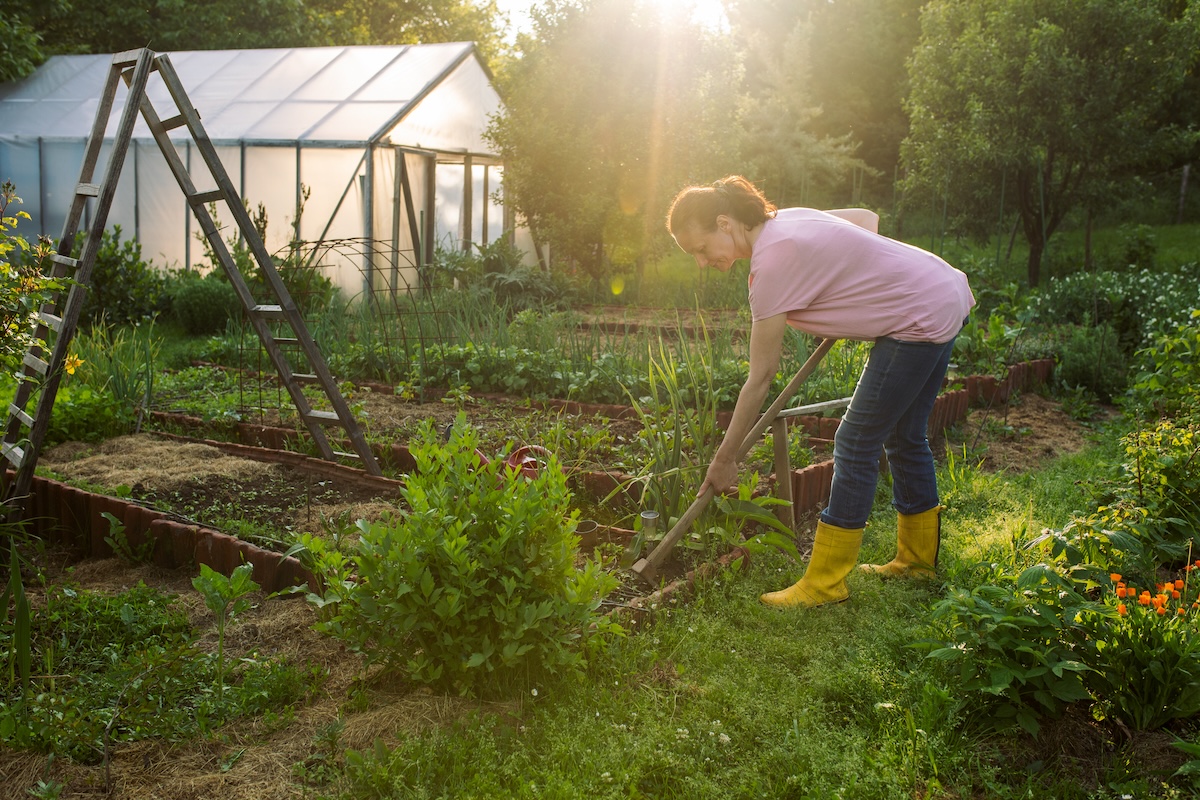 A woman in yellow rubber boots rakes and maintains a vegetable garden.