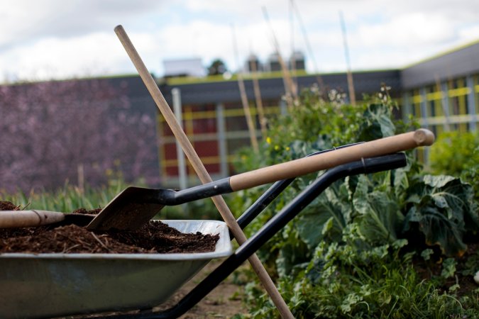 A wheelbarrow of manure compost next to a vegetable garden.