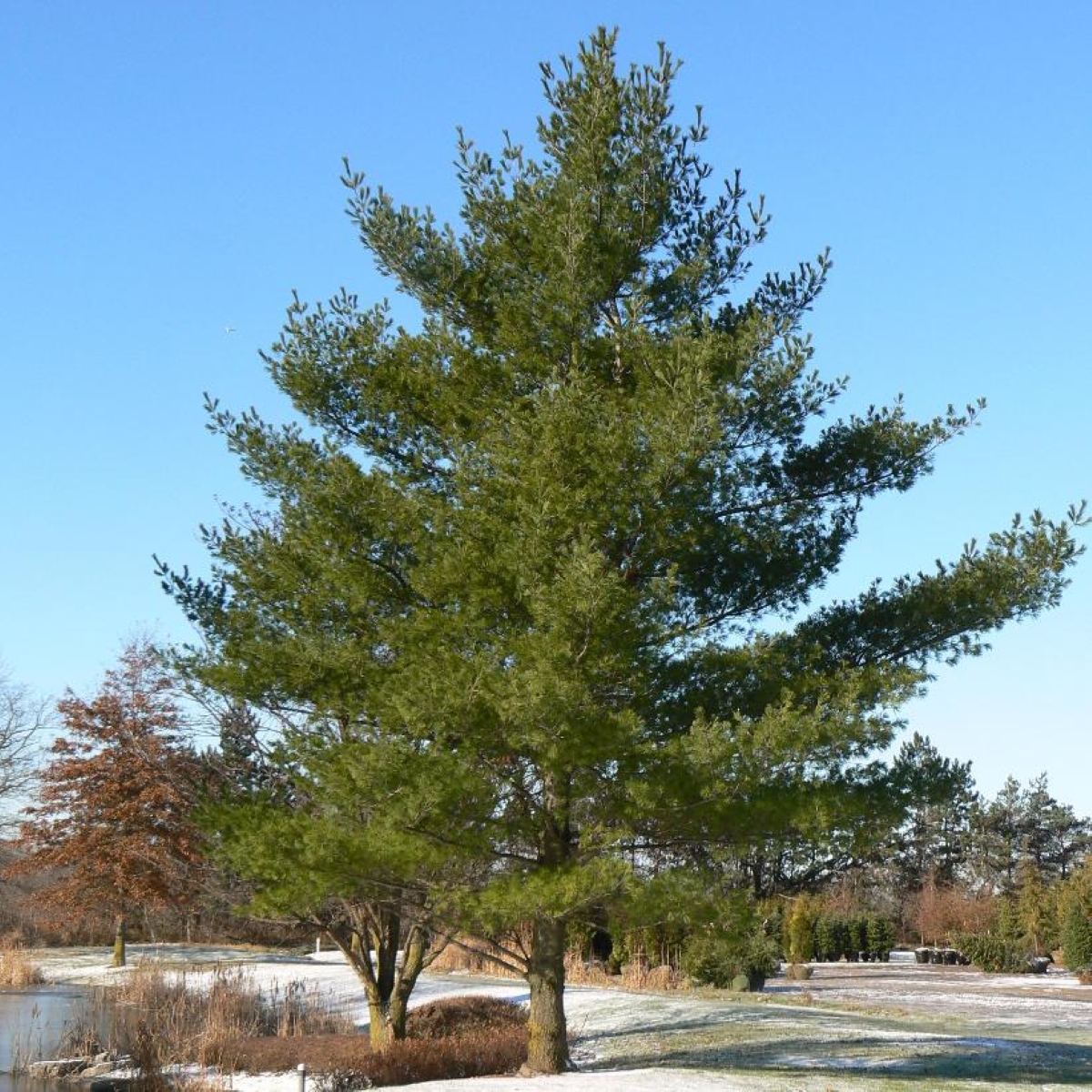 A tall white pine tree with full green branches.