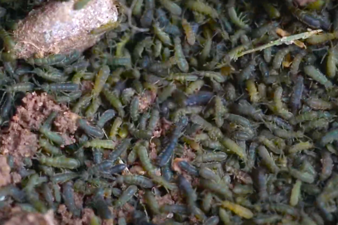 A view of a springtail farm.