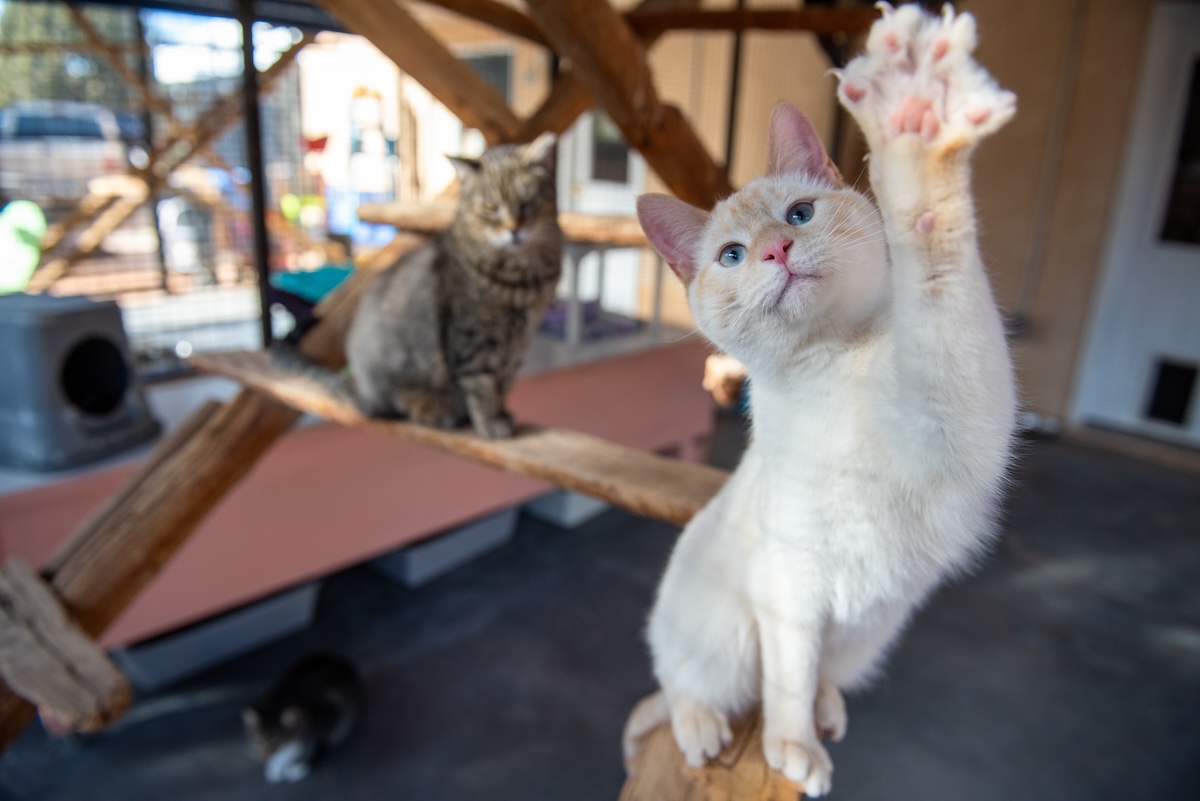 Cats rescued from natural disaster areas by Best Friends organization.