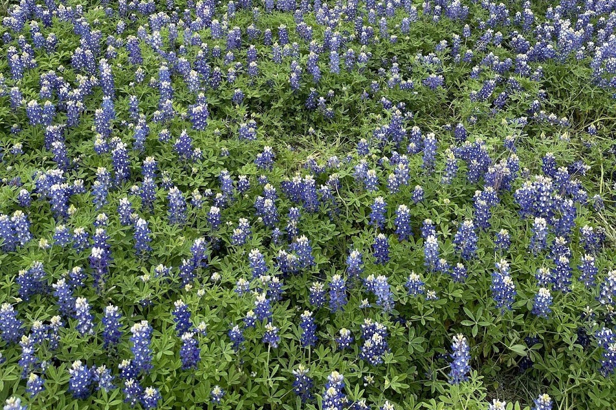 A cluster of blue bonnets are blooming bright in a meadow.