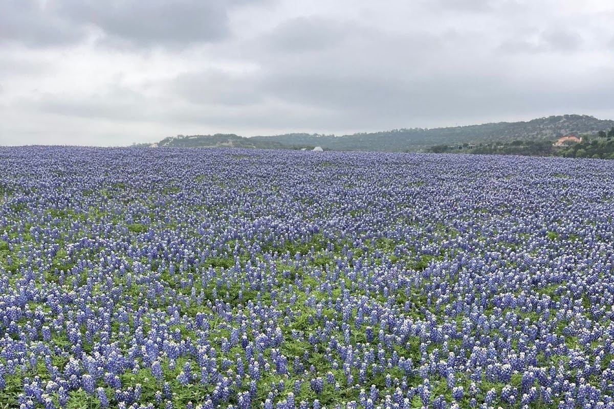 A carpet of bright blue bonnets are blooming under a cloudy grey Texas sky. 