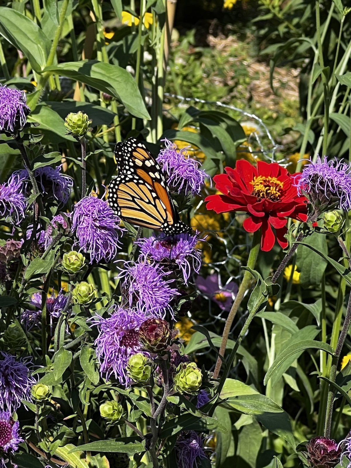 Chris Menning's pollinator garden replacing a traditional turfgrass lawn.