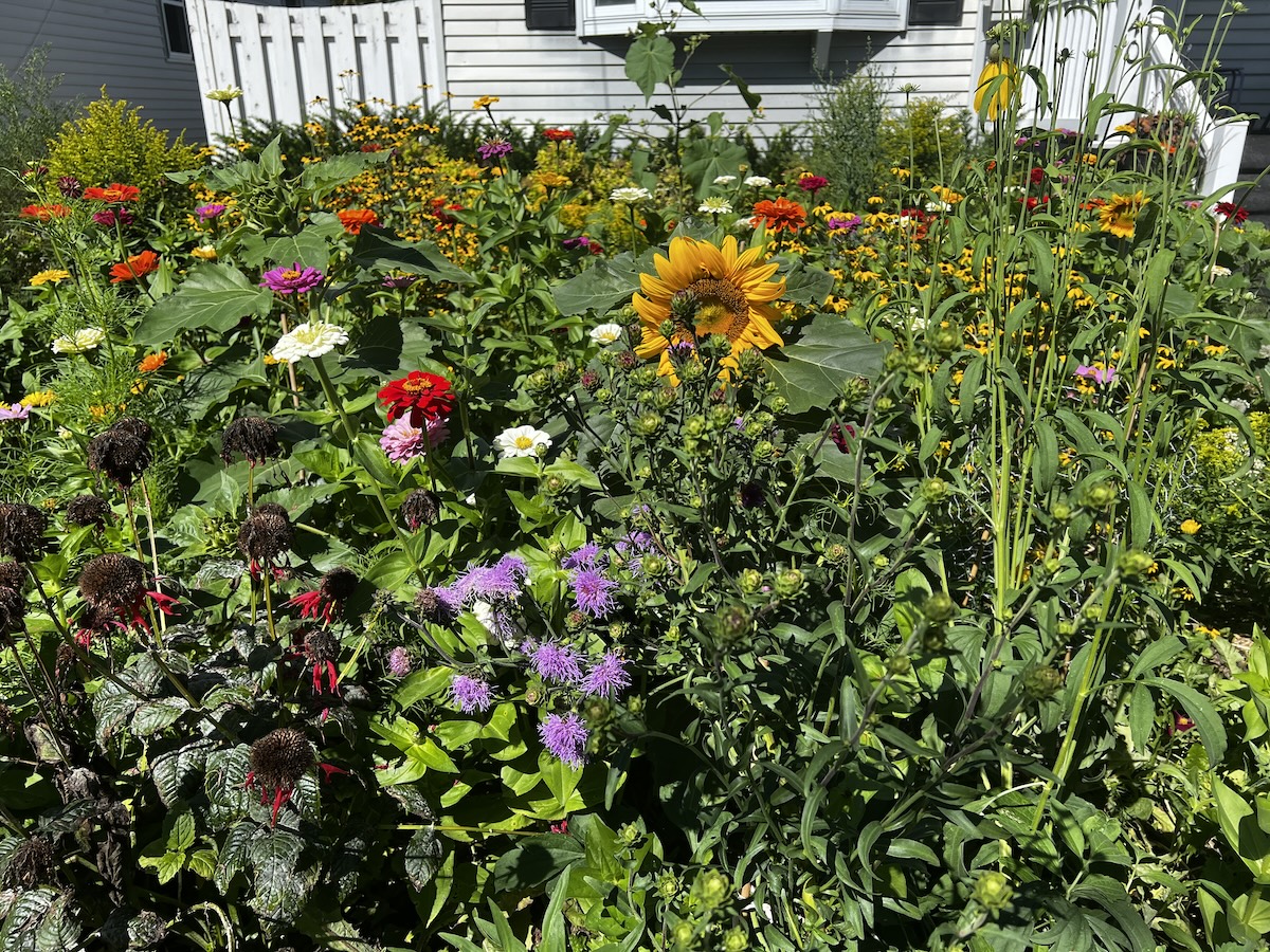 Chris Menning's pollinator habitat front lawn in Green Bay Wisconsin.