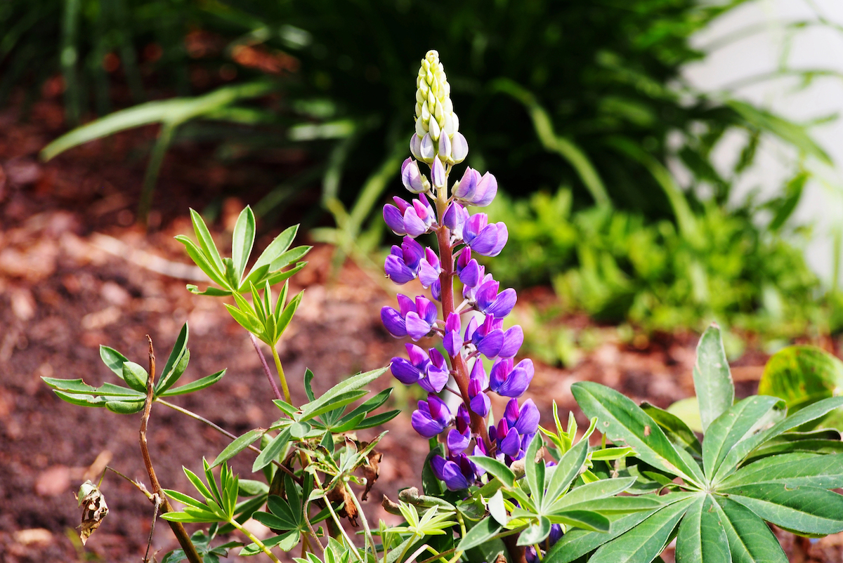 A purple lupine flower is blooming among grass and green foliage in a garden bed.