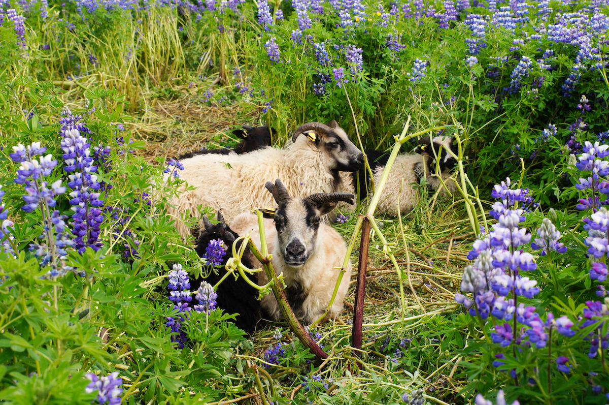 Brown goats are laying down among high grass and purple lupine flowers.