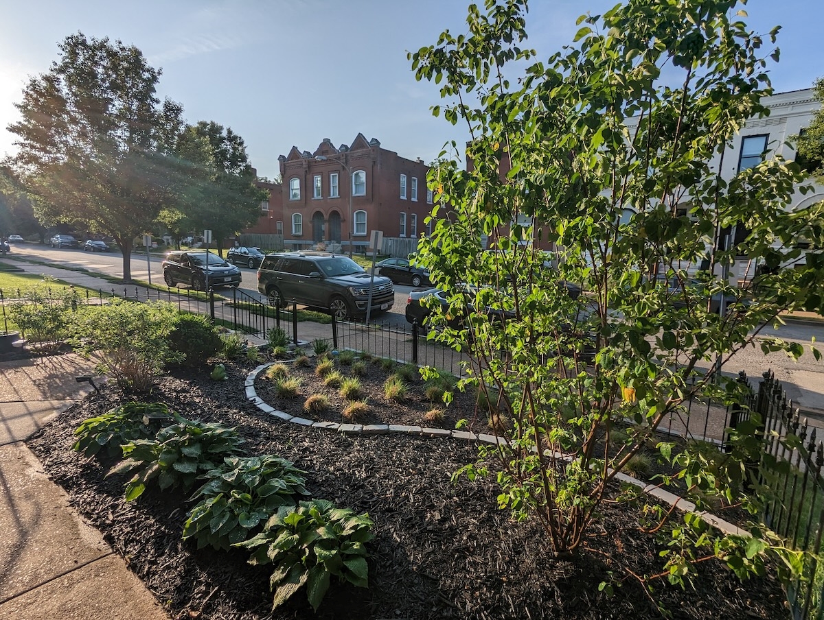 A view of a yard filled with native plants next to a sidewalk and road.