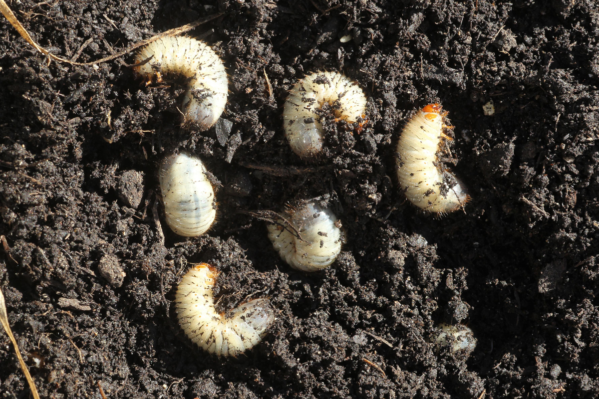 Six white European beetle (Amphimallon solstitiale) larvae curled up on the surface of bare, rich soil.